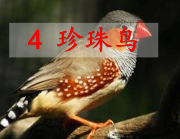 [课件]4 珍珠鸟