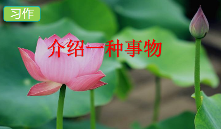 [课件]习作：介绍一种事物