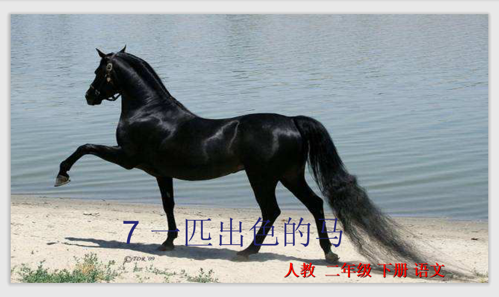 [课件]7.一匹出色的马
