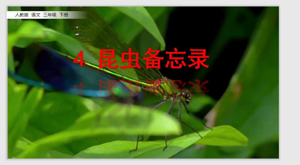 [课件]4 昆虫备忘录