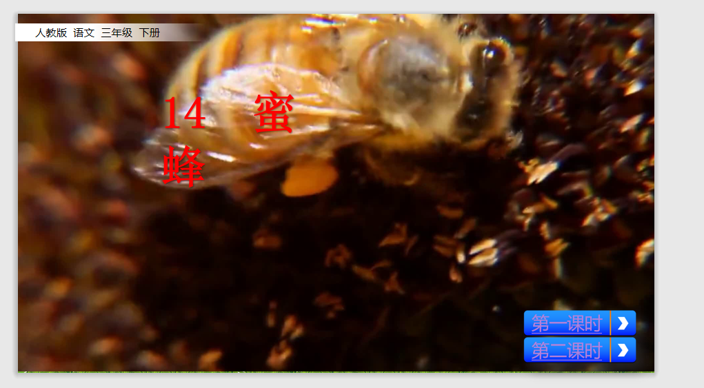 [课件]14 蜜蜂