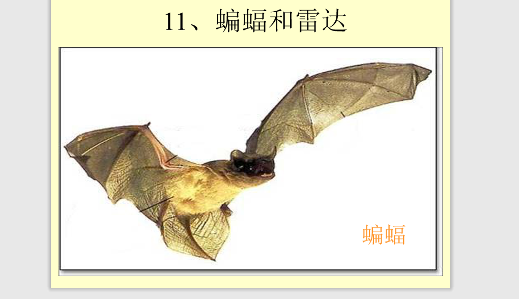 [课件]11蝙蝠和雷达